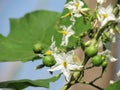 White flowers of Turkey berry, Wild eggplant, Pea eggplant or So Royalty Free Stock Photo