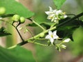 White flowers of Turkey berry, Wild eggplant, Pea eggplant or So Royalty Free Stock Photo