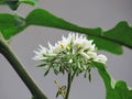 White flowers of Turkey berry, Wild eggplant, Pea eggplant or Solanum torvum bloom on tree Royalty Free Stock Photo