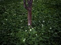 White flowers under tree after rain.