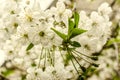White flowers and unrevealed green leaves the cherry tree Royalty Free Stock Photo