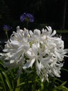 White Flowers Up Close Royalty Free Stock Photo