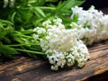 White flowers Valeriana officinalis macro horizontal