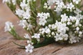 White flowers Valeriana officinalis macro horizontal