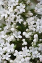 White flowers Valeriana officinalis macro.