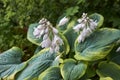 Hosta sieboldiana close up Royalty Free Stock Photo