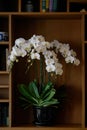 White flowers in vase in book shelf for decoration Royalty Free Stock Photo