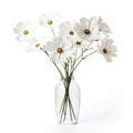 Minimalist White Daisy Flower Vase: Simple Trumpet Cosmos On White Background