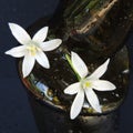 White flowers in vase with glass of water on a dark background closeup Royalty Free Stock Photo