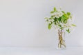 White flowers in a vase on a light background Royalty Free Stock Photo