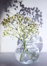 White flowers in a vase. Small bouquet of gypsophila in vase on the blue background. Royalty Free Stock Photo