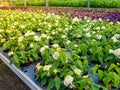 White flowers verbena in pots on racks