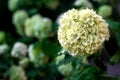 White flowers of viburnum snow ball in spring garden. Guelder rose boule de neige Royalty Free Stock Photo