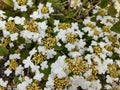 Viburnum plicatum f. tomentosum `Summer Snowflake` Royalty Free Stock Photo