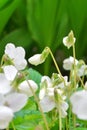 A white flowers of violets gloriole in the spring in the garden next to the lilies Royalty Free Stock Photo