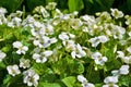 White flowers violets gloriole in the spring in the garden Royalty Free Stock Photo