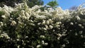 White Flowers