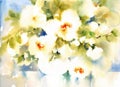 White Flowers Watercolor Illustration Hand Painted Royalty Free Stock Photo