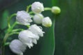 Lily of the valley flower close up in spring gardenat green background. white flowers with waterdrop Royalty Free Stock Photo