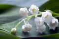 Lily of the valley flower close up in spring gardenat green background. white flowers with waterdrop Royalty Free Stock Photo