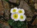 glacier crowfoot in the Swiss Alps