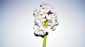 White hyacinth isolated on white background