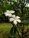 White flowers