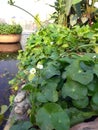 White flowers white green bushes beside a fish pond