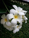 White flowers white Leelawadee Royalty Free Stock Photo