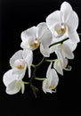 White flowers of white orchid on a black background. Royalty Free Stock Photo
