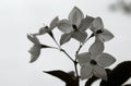 White Potato Creeper, Album solanum, Getty Center garden Royalty Free Stock Photo