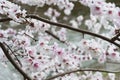 White flowers of Wild cherry plum tree. Spring background with cherry plum tree blossom. Royalty Free Stock Photo