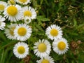 Bellis perennis  daisies white flowers close-up on a meadow on a summer day Royalty Free Stock Photo