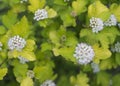 White flowers of wild hydrangea 3