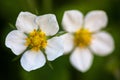 White flowers of the wild strawberry (Fragaria vesca) Royalty Free Stock Photo