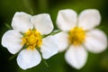 White flowers of the wild strawberry Fragaria vesca Royalty Free Stock Photo