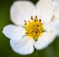 White flowers of the wild strawberry Fragaria vesca Royalty Free Stock Photo