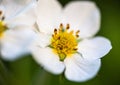 White flowers of the wild strawberry Fragaria vesca Royalty Free Stock Photo