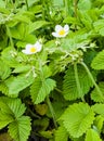 White flowers of wild strawberry in green grass. Latin name Fragaria L Royalty Free Stock Photo