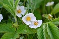 White flowers of wild strawberry with leaves and dew drops
