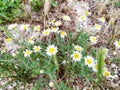 White flowers. Wildflowers. Chamomile.