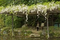 White flowers of Wisteria growing on the wooden pergolas at the