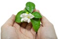 White flowers on a woman`s hand isolated on white background. Royalty Free Stock Photo