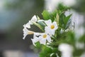 White flowers on a wooden fence in a garden. Purity concept and empty copy space