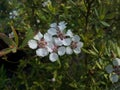 Leptospermum lanigerum Royalty Free Stock Photo