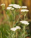 White flowers of Yarrow plant, Achillea millefolium Royalty Free Stock Photo