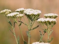 White flowers of Yarrow plant, Achillea millefolium Royalty Free Stock Photo