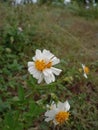 White flowers with yellow accents