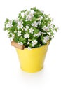 White flowers in yellow bucket Royalty Free Stock Photo
