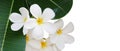 White flowers with yellow center and green leaves of Frangipani or Plumeria Plumeria alba flowering plant tropical flower tree